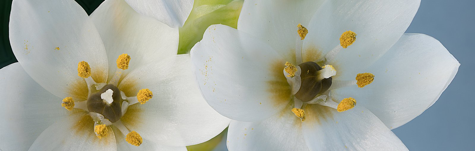 shutterstock_1735449785-Bachblüte-star-of-Bethlehem.jpg